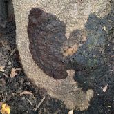 Dark-brown, organically shaped mass on grey tree trunk