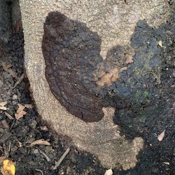 Dark-brown, organically shaped mass on grey tree trunk