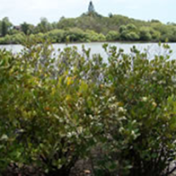 River mangrove tree.