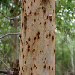 Small numerous cankers