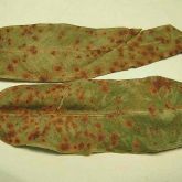 Target spot (<em>Aulographina eucalypti</em>) on blackbutt (<em>Eucalyptus pilularis</em>) leaves