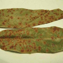 Target spot (<em>Aulographina eucalypti</em>) on blackbutt (<em>Eucalyptus pilularis</em>) leaves