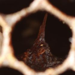 Threadlike pupal tongue remains in a beehive cell  