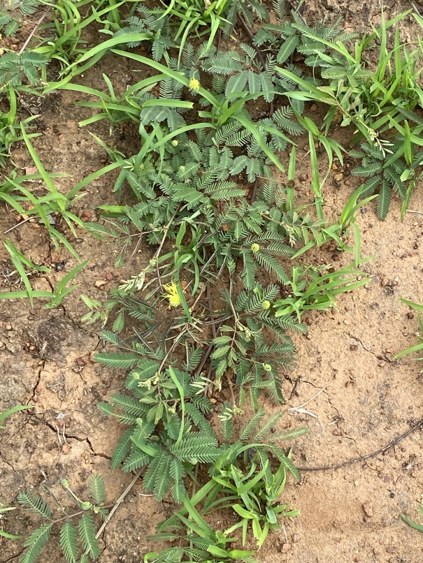 <em>Neptunia trinerva</em> in its habitat. 