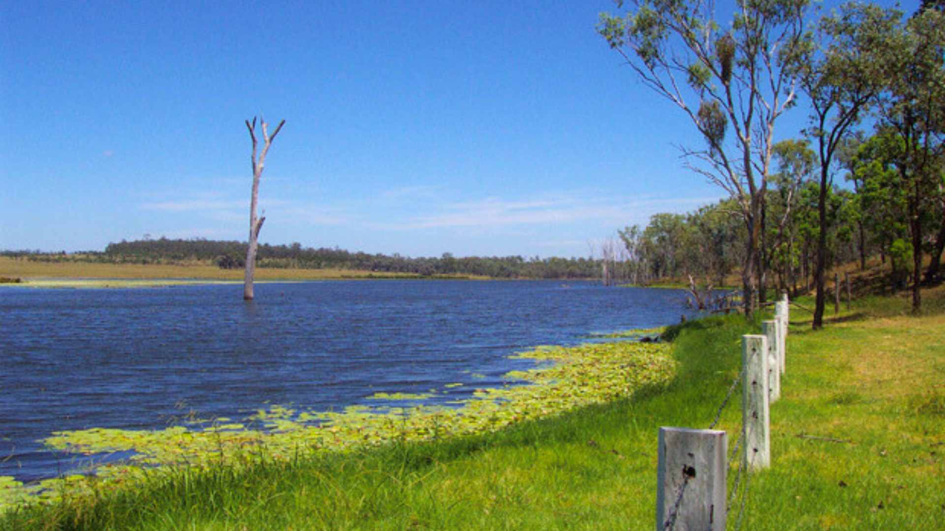 Reservoir with lily pads, grassy banks and a lone dead tree.
