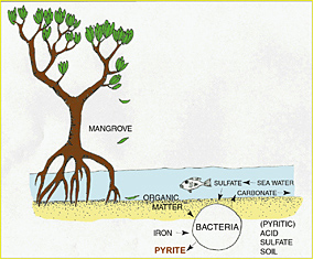 The components required for acid sulfate soil formation