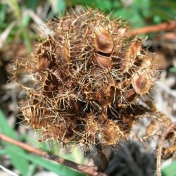 Common sensitive plant pod
