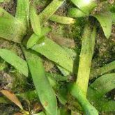 Sagittaria leaves