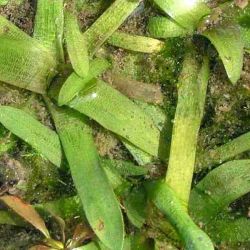 Sagittaria leaves
