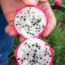Harrisia cactus inside of the fruit