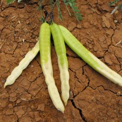 Mesquite (Neltuma pallida) pods