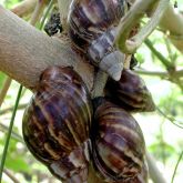 Giant African snails feed on a broad range of plants.
