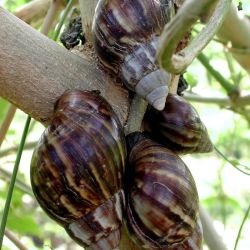 Giant African snails feed on a broad range of plants.