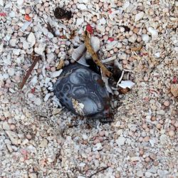 Tropical fire ants attack a turtle hatchling that is still in its nest
