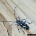 Thumbnail of Longhorn beetles