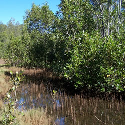 Grey mangrove tree