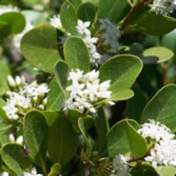 River mangrove flowers