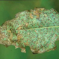 Corky leaf spot (<em>Microsphaeropsis</em> species) on rose gum (<em>E. grandis</em>)