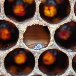 Collapsing larva forming scale in a beehive cell  