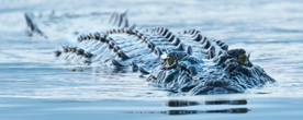 Photo of crocodile just under the water