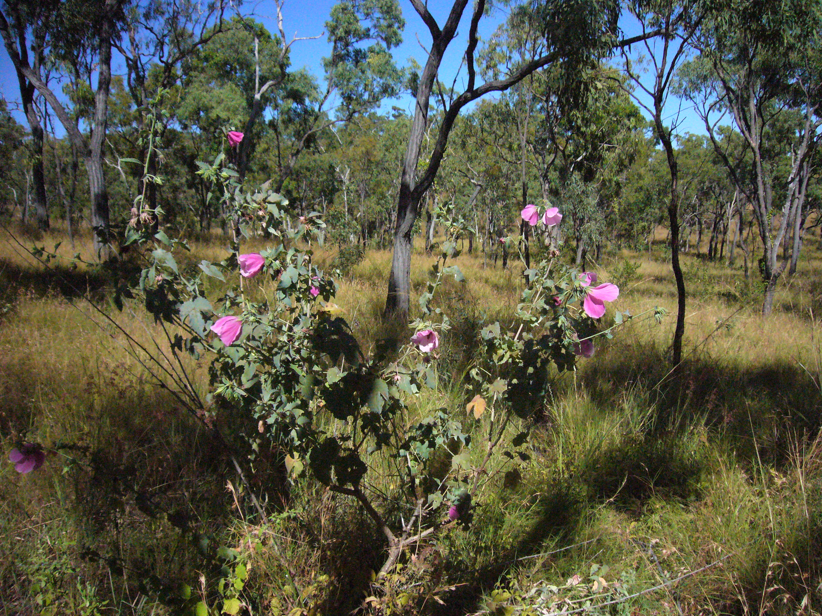 <em>Hibiscus graniticus</em> habitat. 