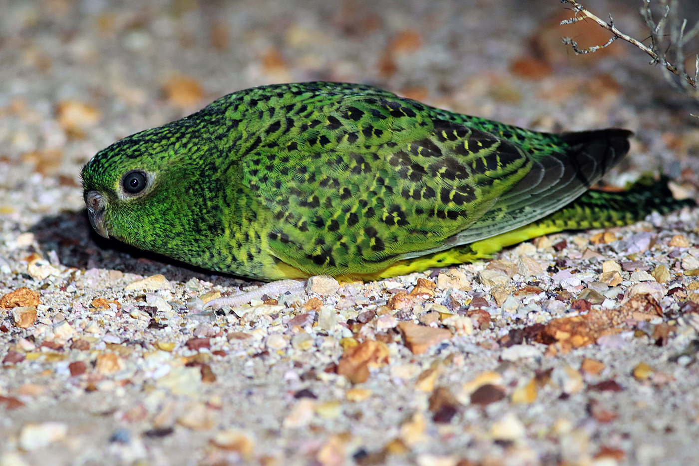 Photo close up of night parrot