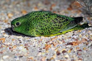 Photo close up of night parrot