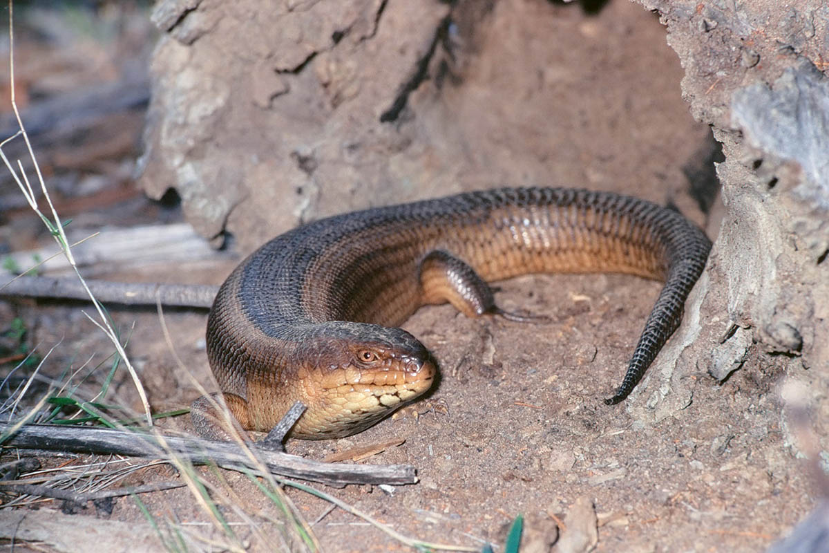 Photo of a Yakka skink (Egernia rugosa)