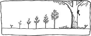 A graph showing a \'general\' relationship between above-ground carbon storage and tree size for woodland eucalypts.