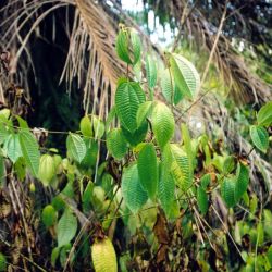 Koster's curse plant