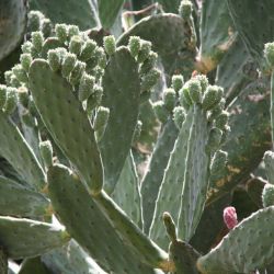 Prickly pear plant close-up