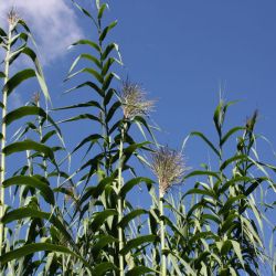 Giant reed flower