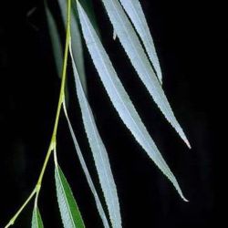 Weeping willow leaves