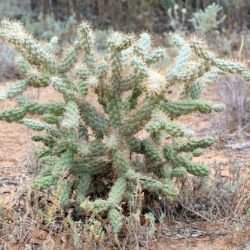 Jumping cholla plant