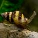Thumbnail of Assassin snail