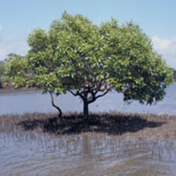Grey mangroves on the edge of a river.