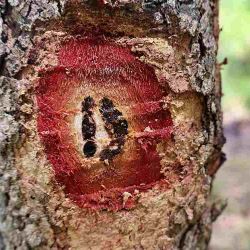 Cankers spreading inwards, affecting the timber underneath