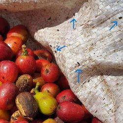 Coffee berry borers identified with blue arrows, crawling across bags used for packaging coffee berries