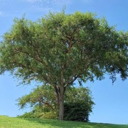 Tall tree on hillside with thorny branches