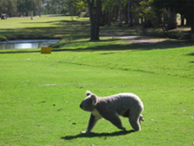 Koala crossing a road in the daytime