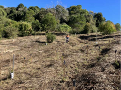 Photo of further revegetation works areas.