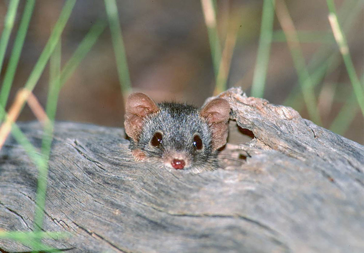 Photo of a Yellow-footed antechinus (Antechinus flavipes)