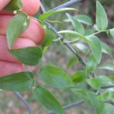 Bridal creeper leaves and buds