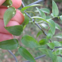Bridal creeper leaves and buds