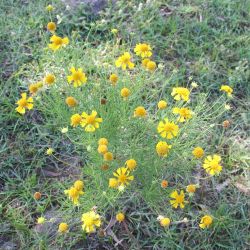 Bitterweed flowers