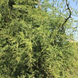 Climbing asparagus fern