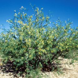 Mesquite (Neltuma velutina) plant