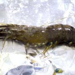 A whole prawn affected by white spot disease, showing characteristic white spots on the shell.