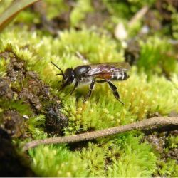 Adult Apis florea taking water on moss