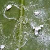 Spiralling whitefly eggs laid in a spiral pattern